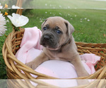 Small #3 Cane Corso