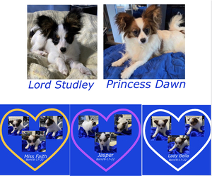 Papillon Dog for Adoption in DERRY, New Hampshire USA