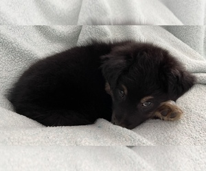 Miniature Australian Shepherd Puppy for sale in OCALA, FL, USA