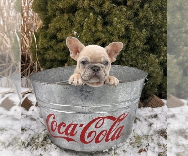 Medium Photo #5 French Bulldog Puppy For Sale in MIDDLEBURY, IN, USA