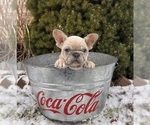 Small #4 French Bulldog