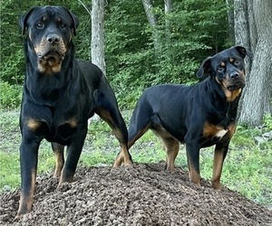 Father of the Rottweiler puppies born on 09/15/2021