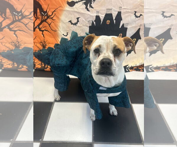Medium Photo #3 Bulloxer Puppy For Sale in Myrtle Beach, SC, USA