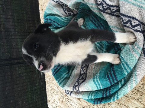 Medium Photo #1 Border Collie-Mc Nab Mix Puppy For Sale in COLTON, OR, USA