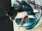 Small Photo #1 Border Collie-Mc Nab Mix Puppy For Sale in COLTON, OR, USA