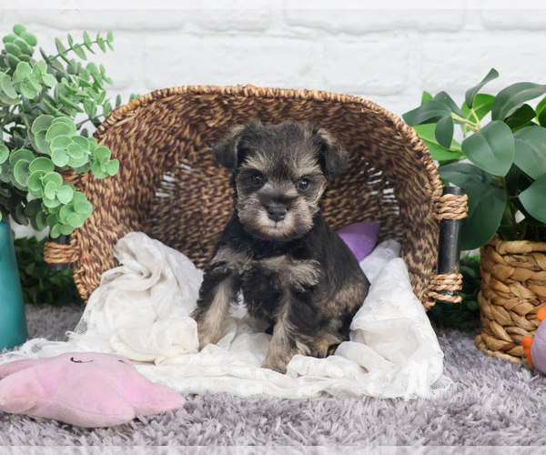 Medium Photo #13 Schnauzer (Miniature) Puppy For Sale in SYRACUSE, IN, USA