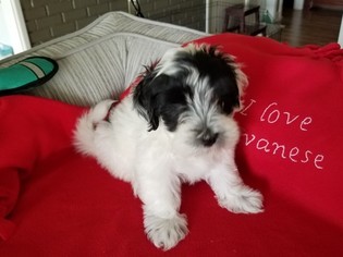 Havanese Puppy for sale in MONTGOMERY, TX, USA