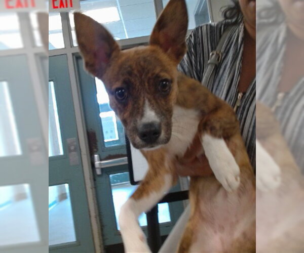 Medium Photo #1 Rat Terrier-Unknown Mix Puppy For Sale in Oklahoma City, OK, USA