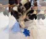 Small #31 Shih Tzu