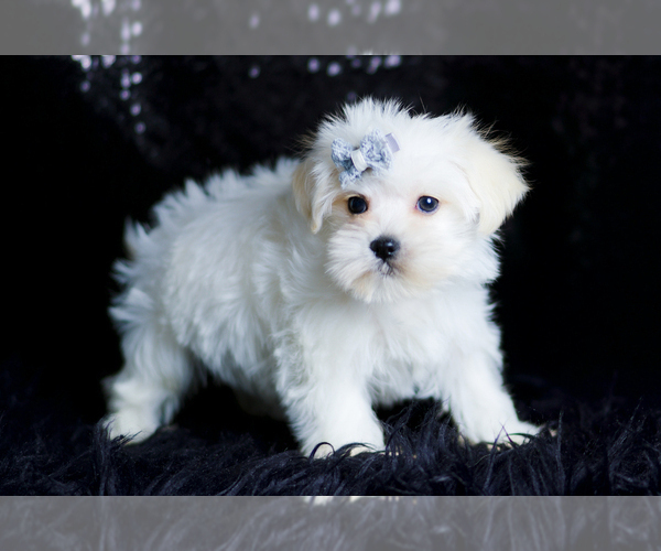 Medium Photo #76 Morkie Puppy For Sale in WARSAW, IN, USA