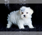 Small Photo #76 Morkie Puppy For Sale in WARSAW, IN, USA
