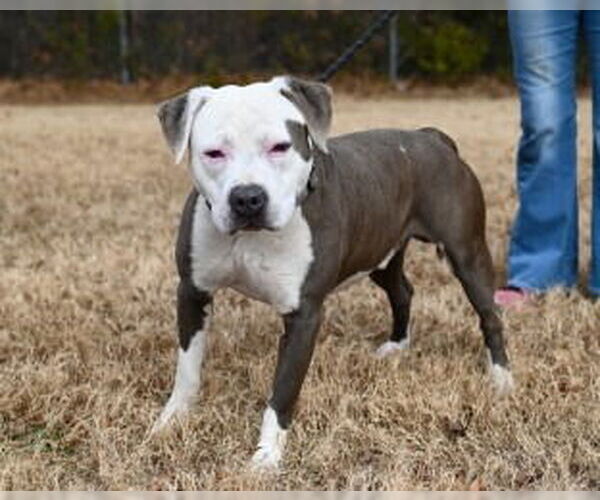 Medium Photo #4 Mutt Puppy For Sale in Glen Allen, VA, USA