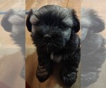 Small Photo #5 Havanese Puppy For Sale in MILTON, FL, USA
