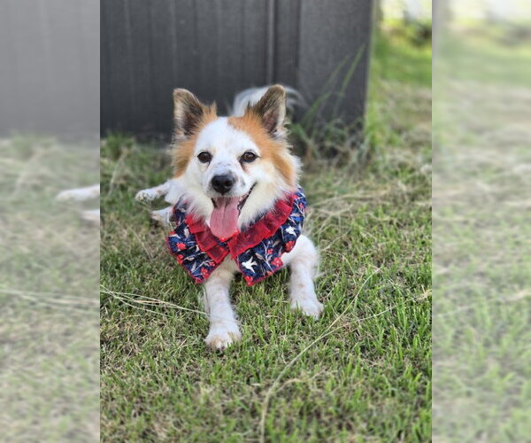 Medium Photo #1 Pomeranian-pomeranian spitz Mix Puppy For Sale in Agoura Hills, CA, USA