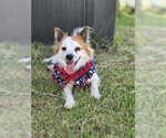 EUN - Female Pomeranian-pomeranian spitz Mix Dog for Adoption - Small photo