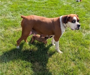Mother of the Boxer puppies born on 08/20/2025