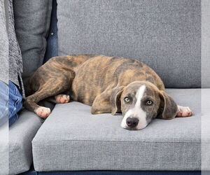 Plott Hound-Unknown Mix Dogs for adoption in Virginia Beach, VA, USA