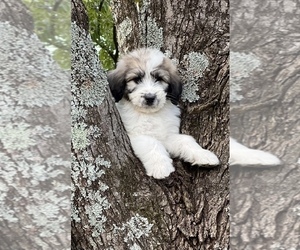 Pyredoodle Puppy for sale in SOCIAL CIRCLE, GA, USA