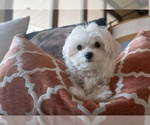 Puppy Rocky Maltese