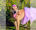 Puddin-Gentle & Loyal Girl - Female German Shepherd Dog-Greyhound Mix Dog for Adoption - Small photo