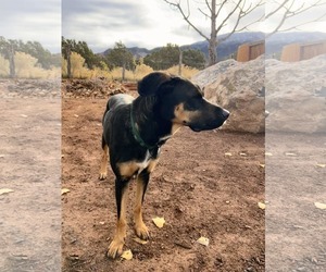 Labrador Retriever-Unknown Mix Dogs for adoption in MIDWAY, UT, USA