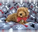 Small #3 Cavapoo (Miniature)