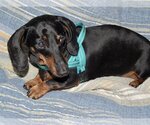 Small Photo #8 Dachshund Puppy For Sale in Shelbyville, TN, USA