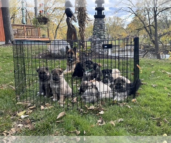 Medium Photo #20 German Shepherd Dog-Siberian Husky Mix Puppy For Sale in LANSING, MI, USA