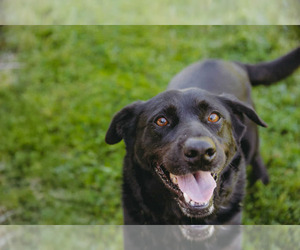 Labrador Retriever-Unknown Mix Dogs for adoption in Princeton, MN, USA