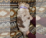 Small Photo #34 Miniature Australian Shepherd Puppy For Sale in ADAIR VILLAGE, OR, USA