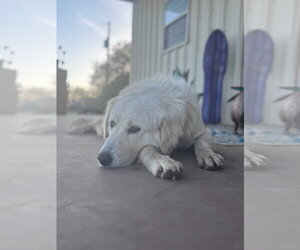 Great Pyrenees-Unknown Mix Dogs for adoption in Grafton, WI, USA