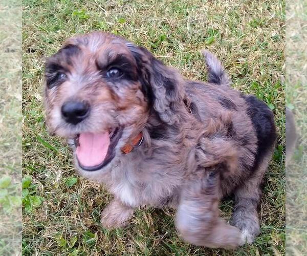Medium Photo #1 Aussiedoodle-Poodle (Standard) Mix Puppy For Sale in ANDERSON, AL, USA