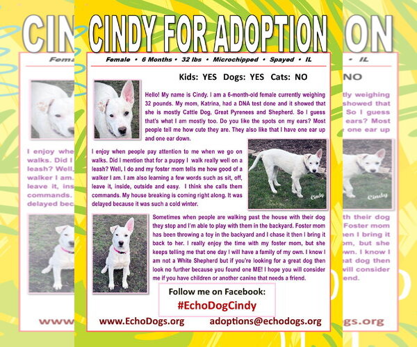 Medium Photo #6 Great Pyrenees-Unknown Mix Puppy For Sale in Hoffman Estates, IL, USA