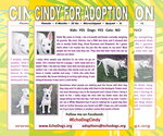Small #5 Great Pyrenees Mix
