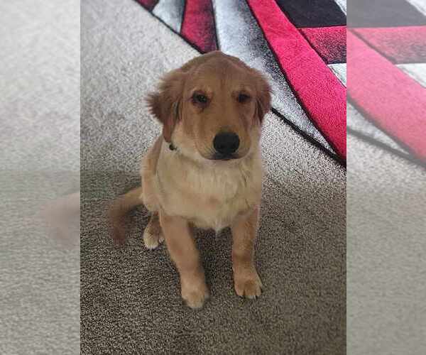 Medium Photo #1 Golden Retriever Puppy For Sale in HARRISBURG, PA, USA