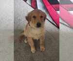 Small Photo #1 Golden Retriever Puppy For Sale in HARRISBURG, PA, USA