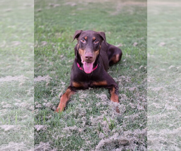 Medium Photo #3 Doberman Pinscher Puppy For Sale in Social Circle, GA, USA