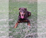 Small #2 Doberman Pinscher