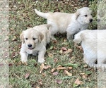 Small Photo #5 Golden Retriever Puppy For Sale in DOTHAN, AL, USA