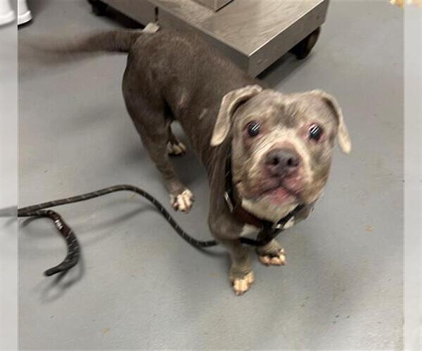 Medium Photo #1 Mutt Puppy For Sale in Peoria, IL, USA