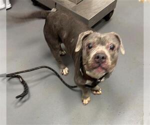 Mutt Dogs for adoption in Peoria, IL, USA