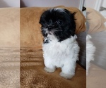 Small Photo #24 Shih Tzu Puppy For Sale in N PORT, FL, USA