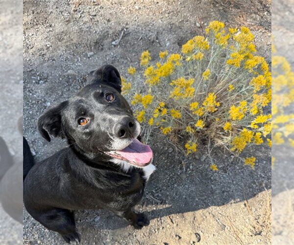 Medium Photo #1 Labrador Retriever-Unknown Mix Puppy For Sale in South Lake Tahoe, CA, USA