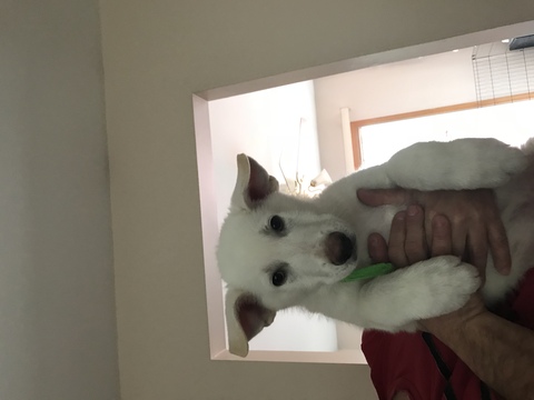 Medium Photo #1 German Shepherd Dog Puppy For Sale in CRESCO, PA, USA