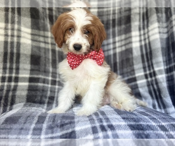 Medium Photo #9 Cavapoo Puppy For Sale in LAKELAND, FL, USA