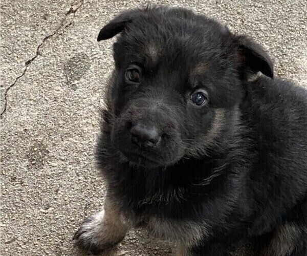 Medium Photo #2 German Shepherd Dog Puppy For Sale in TALLAHASSEE, FL, USA