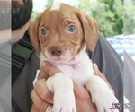 Small #2 Beagle-Retriever  Mix