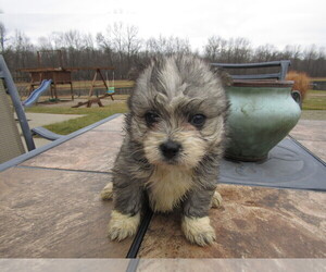 Maltipom Puppy for sale in FORT WAYNE, IN, USA