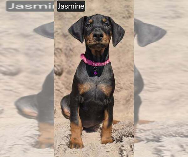 Medium Photo #3 Doberman Pinscher Puppy For Sale in POMEROY, OH, USA