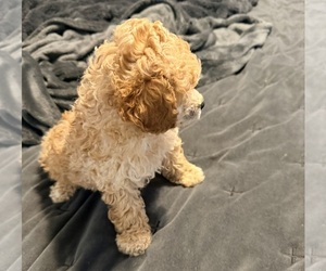 Poodle (Toy) Puppy for sale in MOORESVILLE, NC, USA